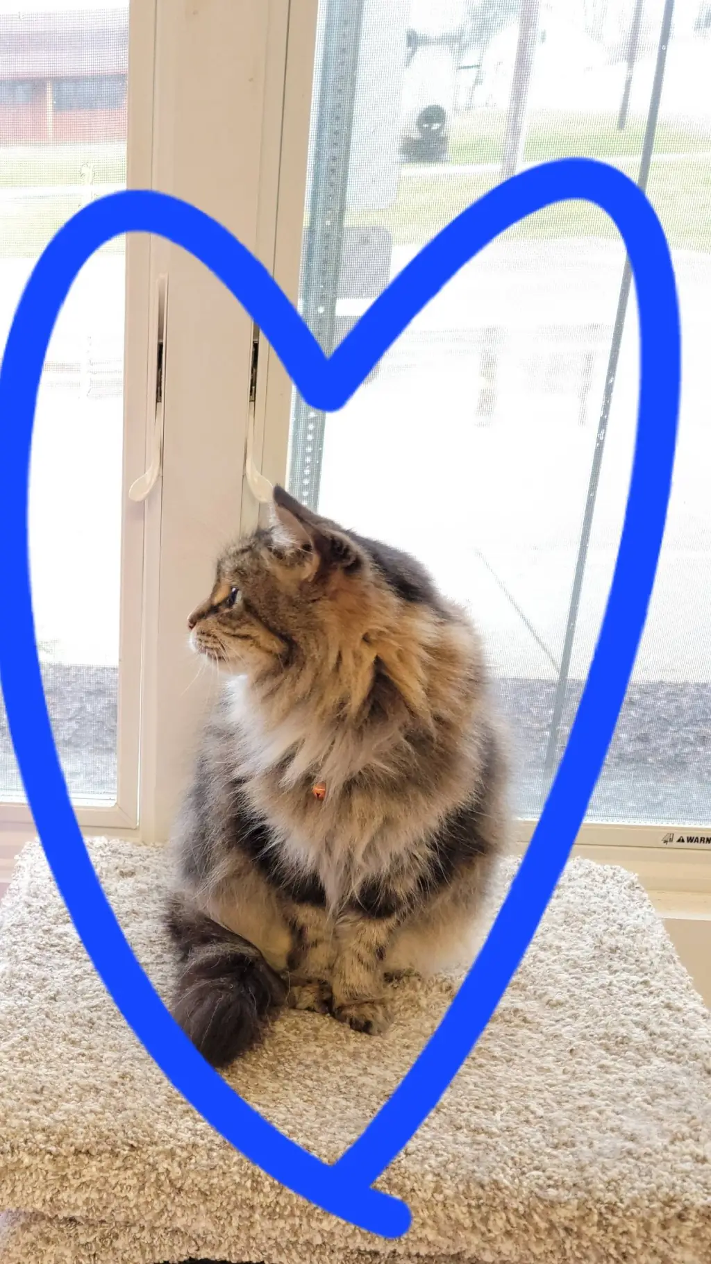 ai character: pet cat background