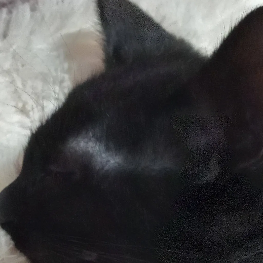 chat with ai character: my cat mafioso