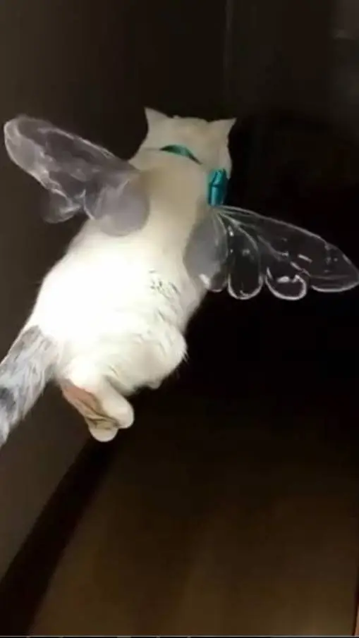 ai character: 🐱gato volador🐦 background