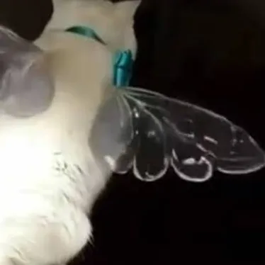 chat with ai character: 🐱gato volador🐦