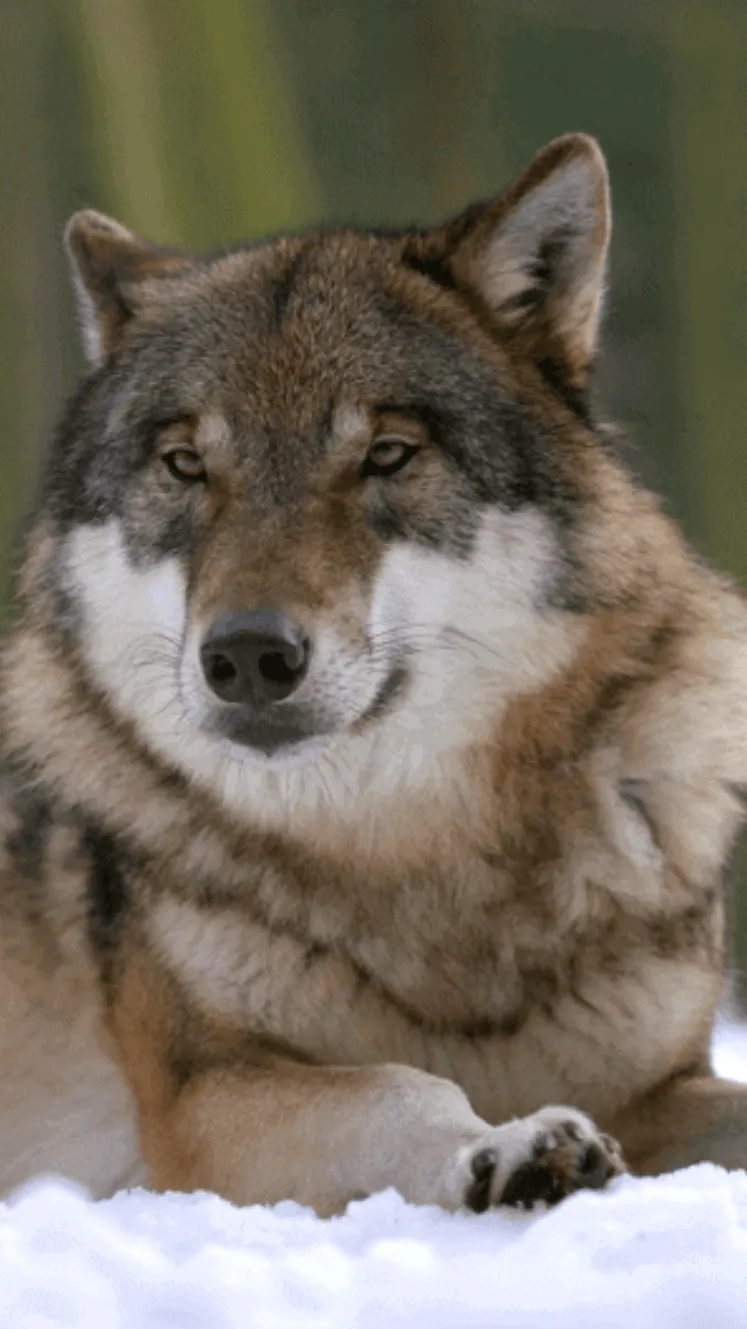 ai character: Alpha wolf background