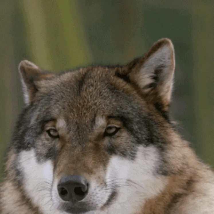 chat with ai character: Alpha wolf