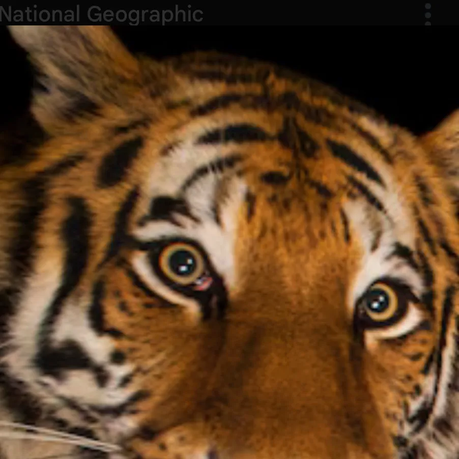 chat with ai character: Tiger mates