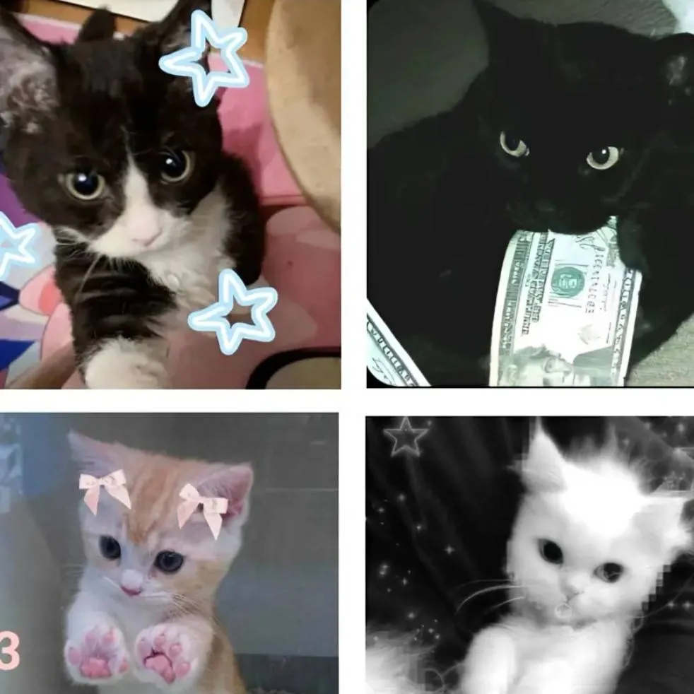 chat with ai character: 4 Kitty's hate you