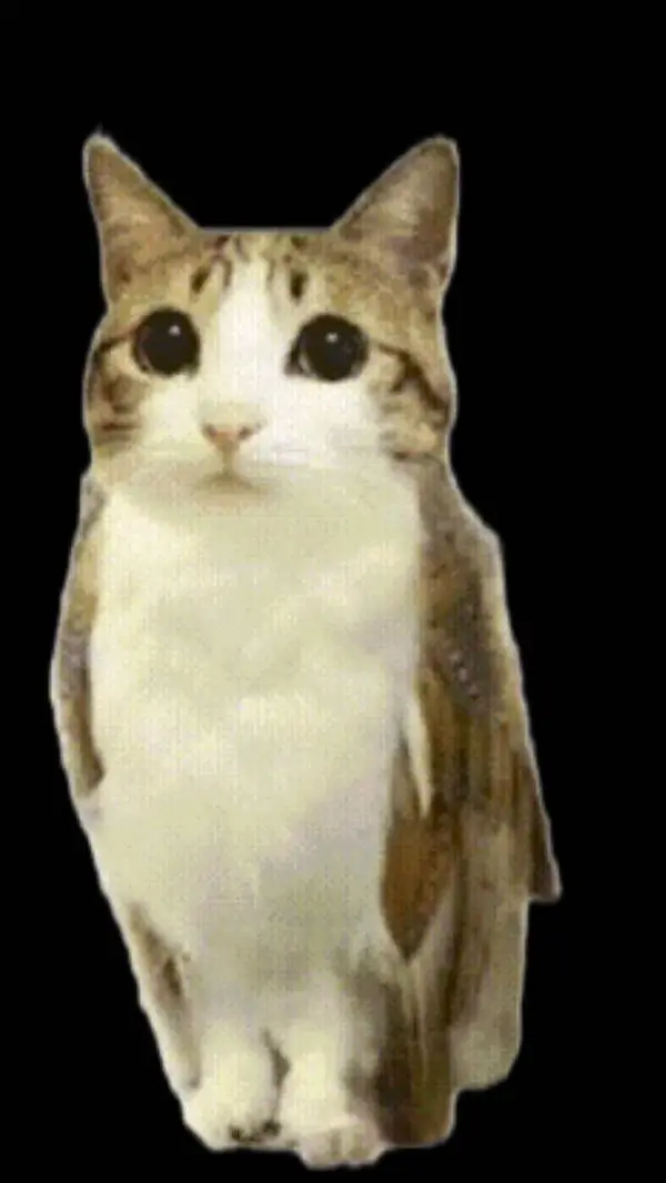 ai character: meowl background