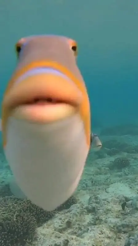 ai character: tío pescado🌗👄🌓💅⚠️ background