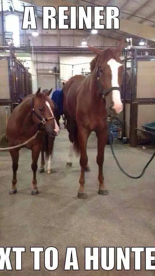 ai character: RDR but Equestrian background