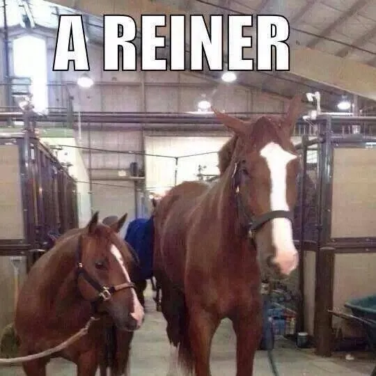 chat with ai character: RDR but Equestrian