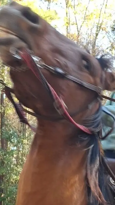 ai character: RDR2 Gang Horses background