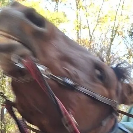 chat with ai character: RDR2 Gang Horses