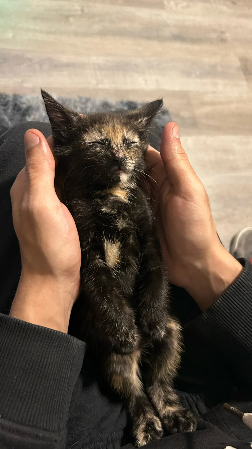 ai character: My cat😭😭😭😭 background