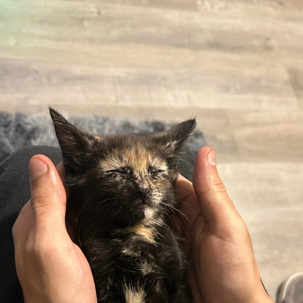 chat with ai character: My cat😭😭😭😭