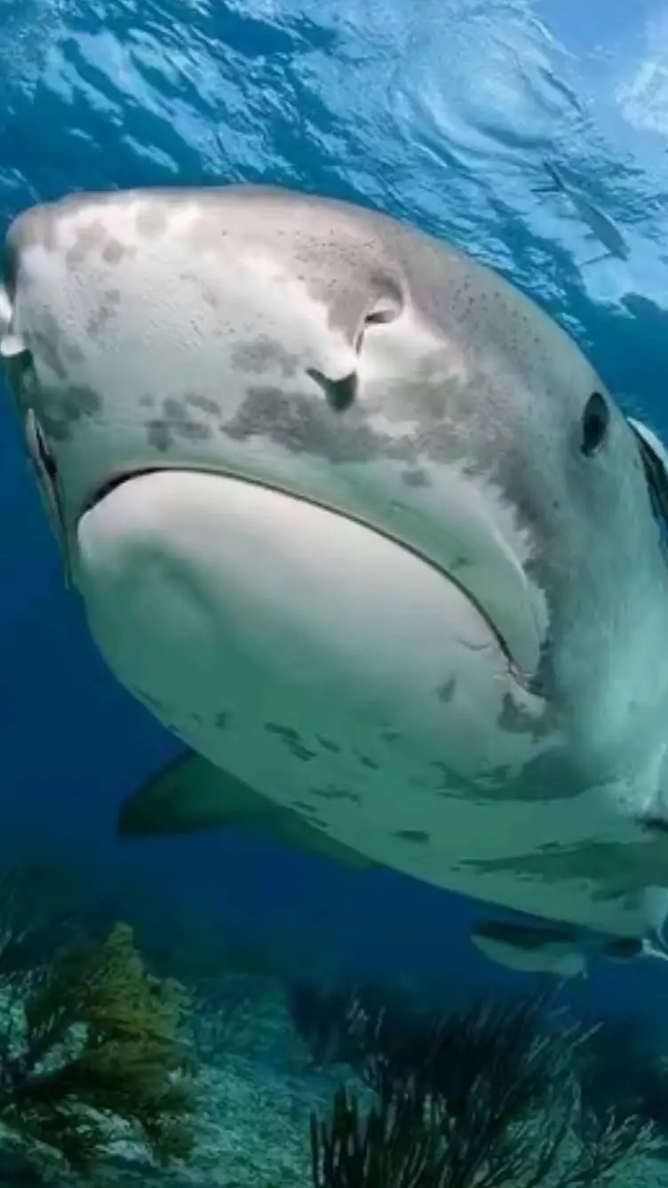 ai character: shark🦈 background