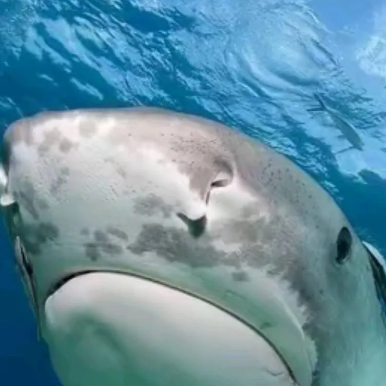 chat with ai character: shark🦈