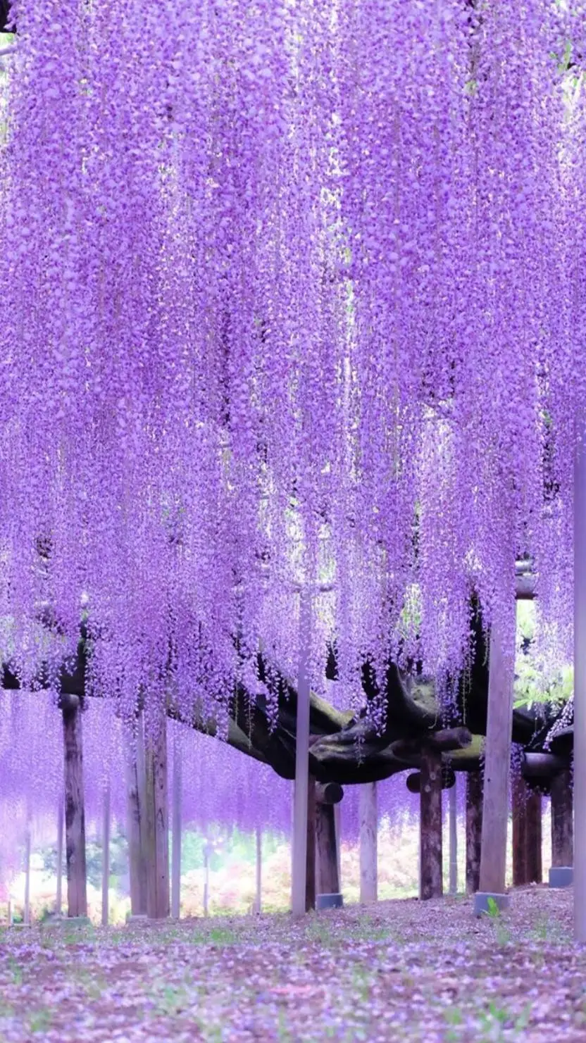 ai character: dabi❤️ background