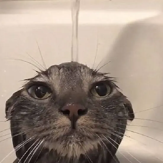 chat with ai character: wetgrumpycat😺