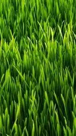 ai character: Grass background