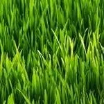 chat with ai character: Grass
