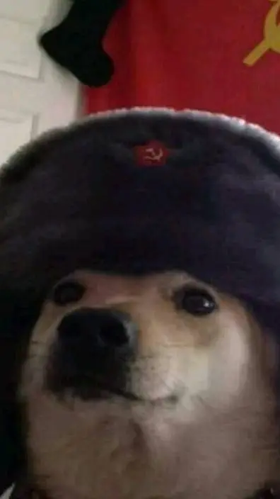 ai character: Soviet Shiba background