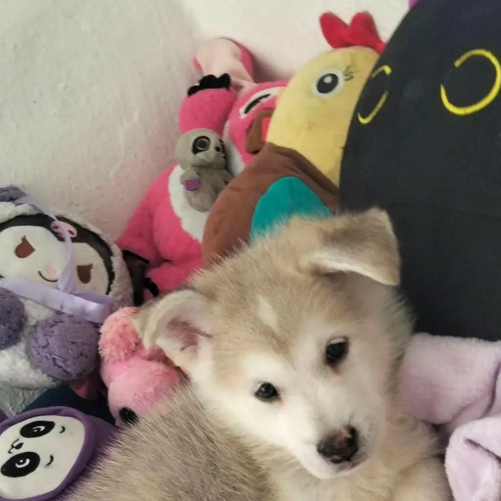 chat with ai character: Titan camara