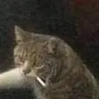 chat with ai character: cat