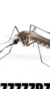 ai character: El mosquitrico. background