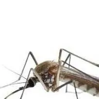 chat with ai character: El mosquitrico.