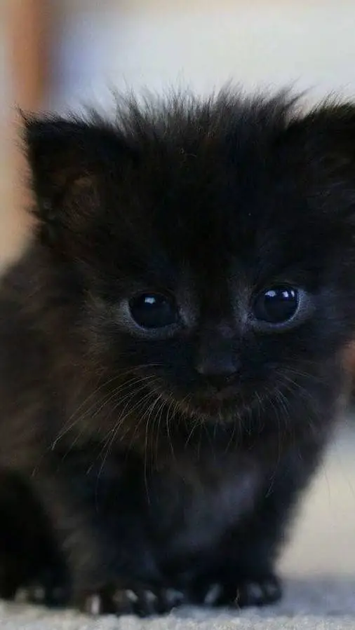 ai character: Cute black kitten background