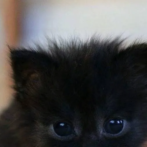 chat with ai character: Cute black kitten