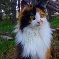 chat with ai character: -calico cat-