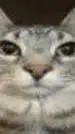 ai character: Gato Travieso background
