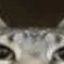 chat with ai character: Gato Travieso