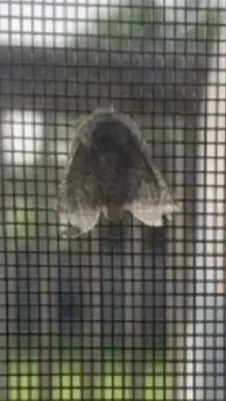 ai character: Moth background