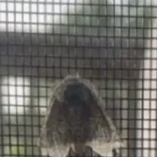 chat with ai character: Moth