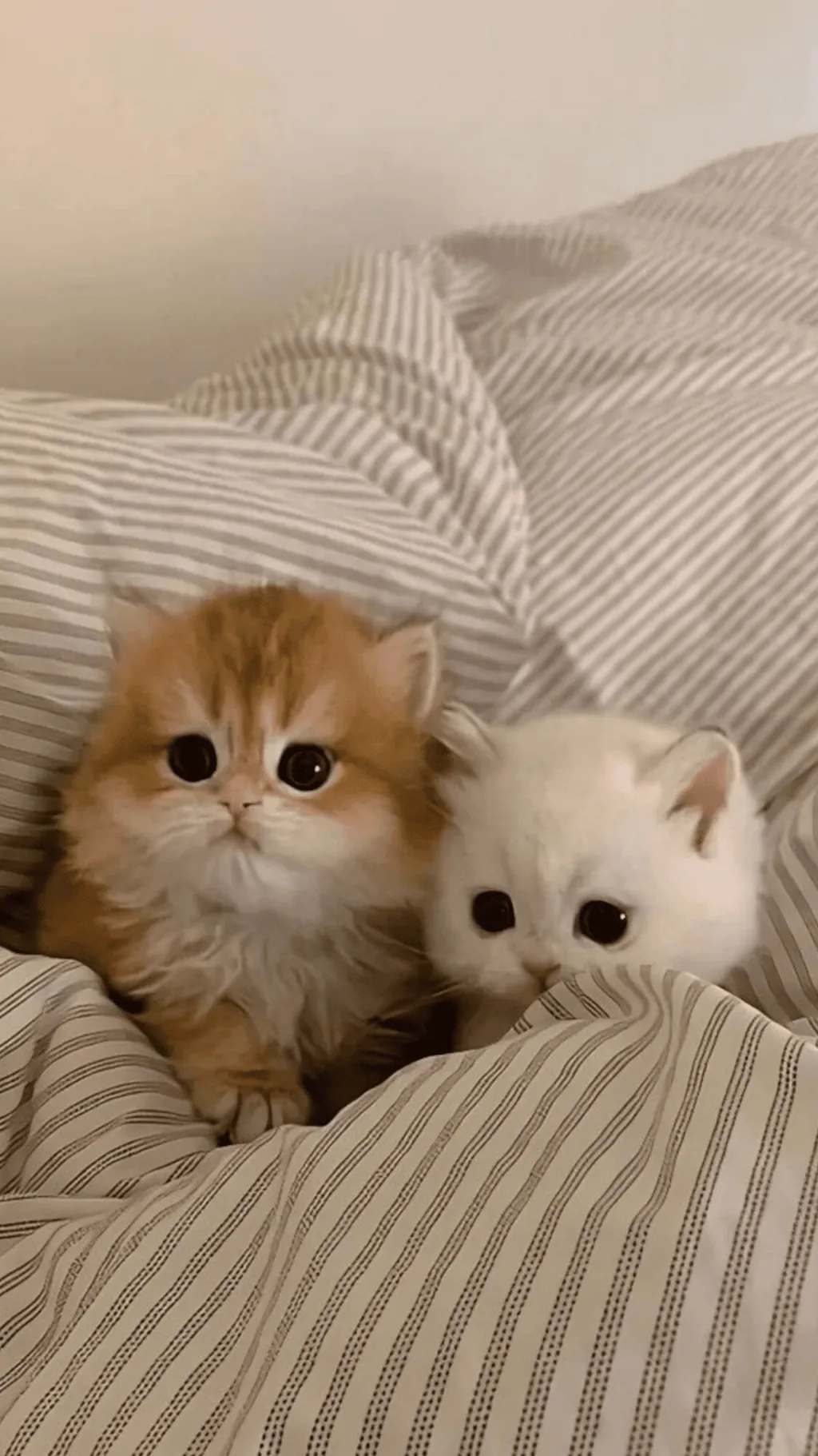 ai character: Luna and Coco background