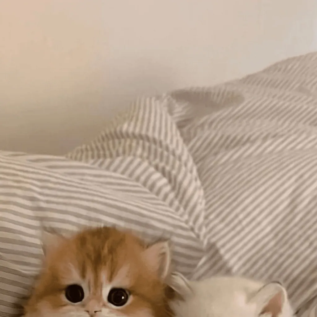 chat with ai character: Luna and Coco