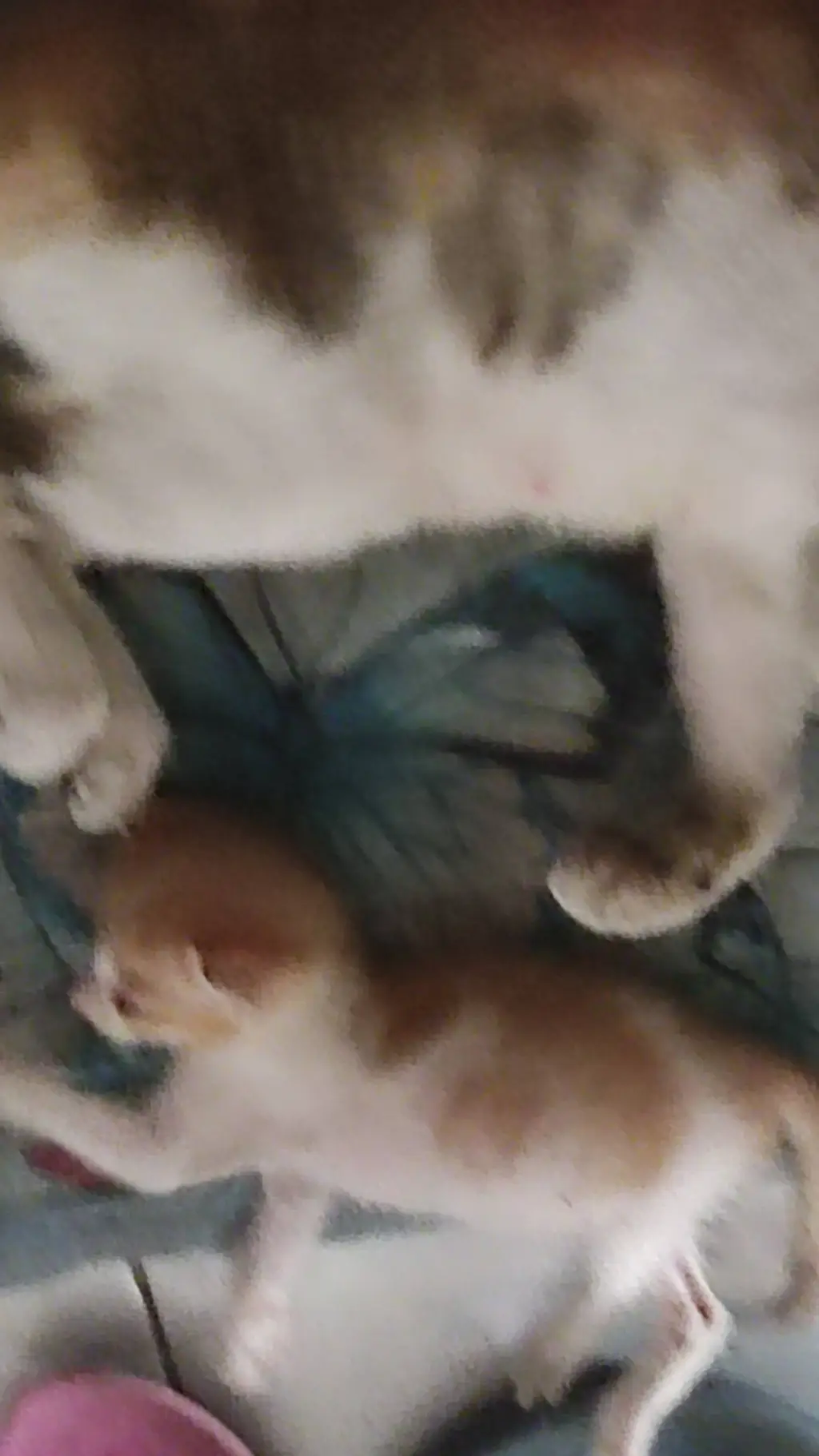 ai character: poor cats background