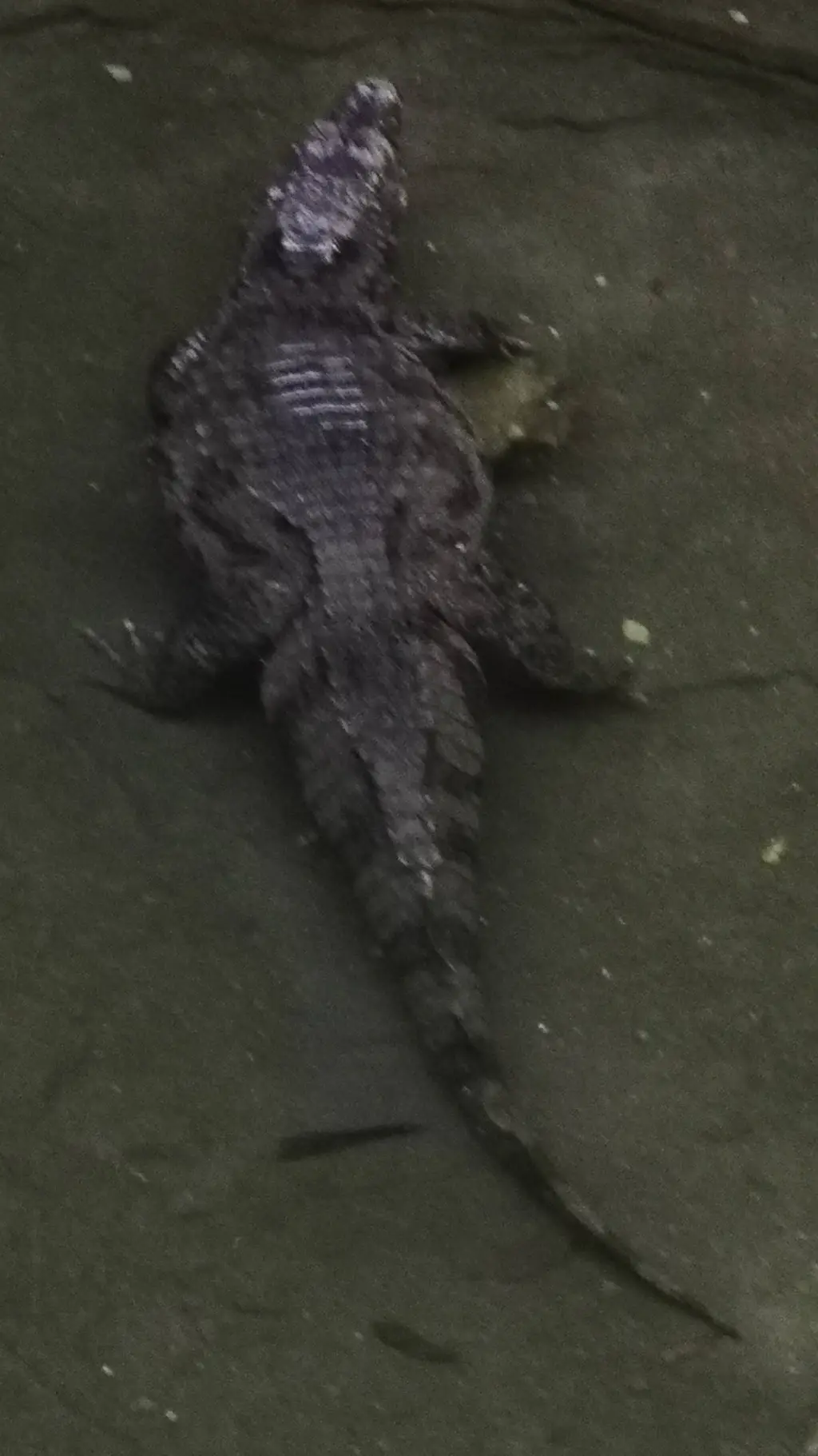 ai character: crocodile vegan background