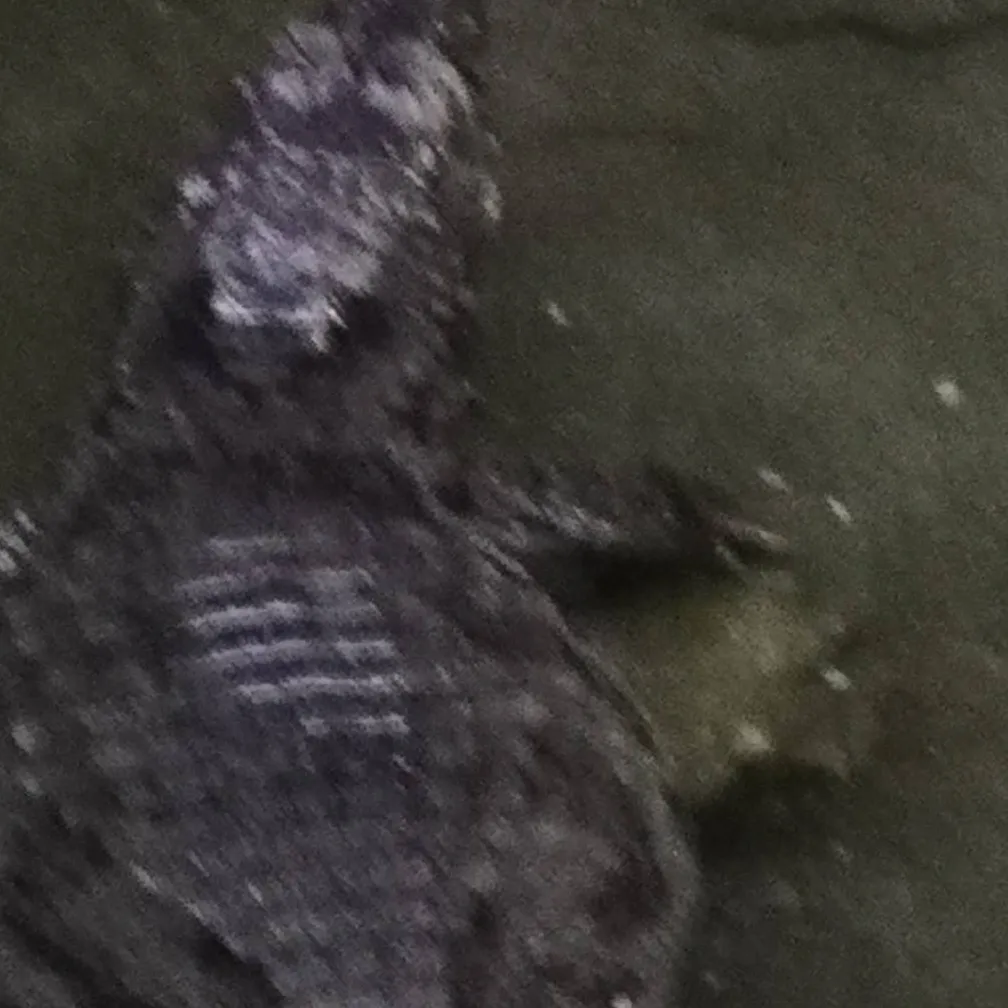 chat with ai character: crocodile vegan