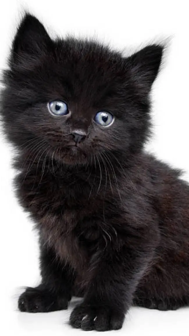 ai character: Fluffer (Kitten) background