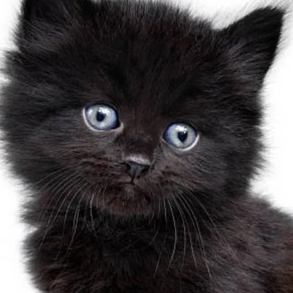 chat with ai character: Fluffer (Kitten)