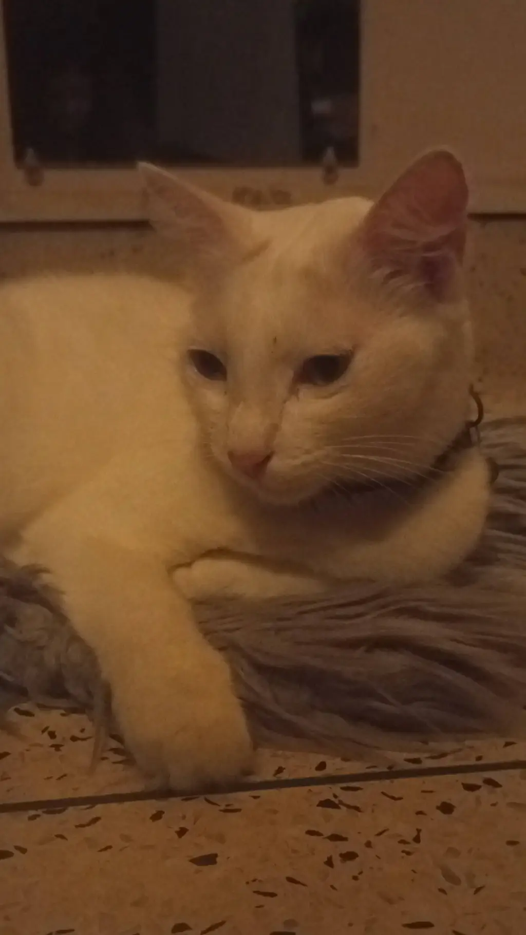 ai character: ✩ Ethan ✩  background