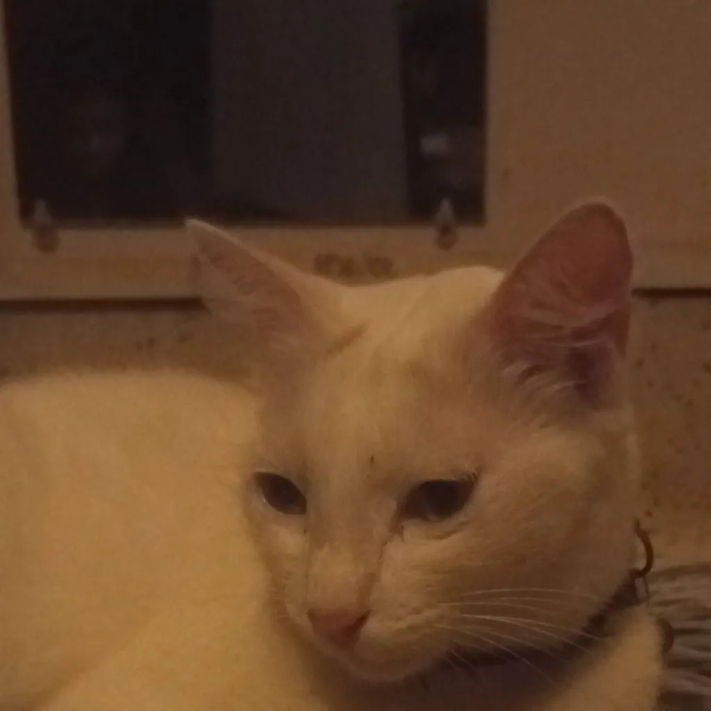 chat with ai character: ✩ Ethan ✩ 