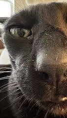 ai character: Larry background