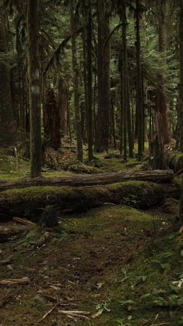 ai character: COD - Forest background