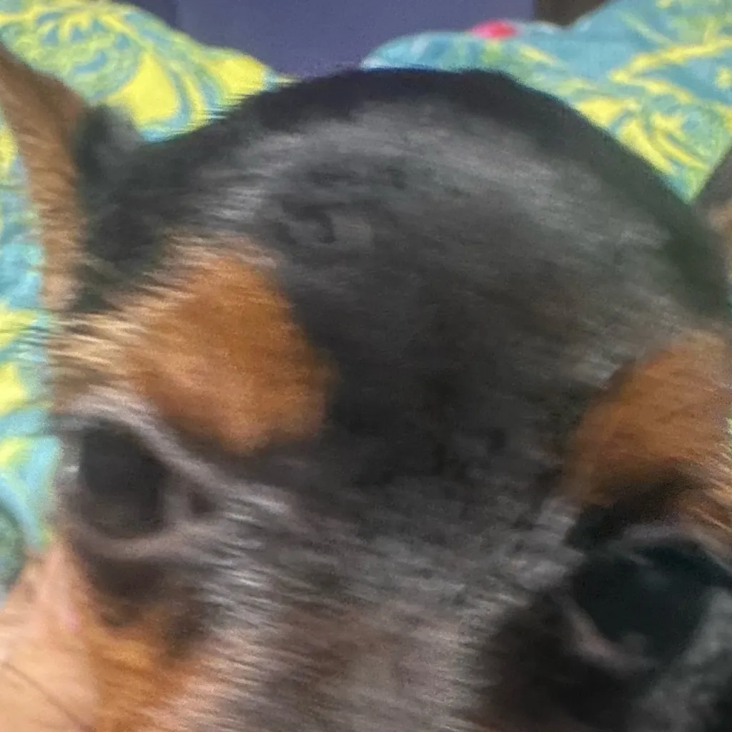 chat with ai character: Hi Mr bigback