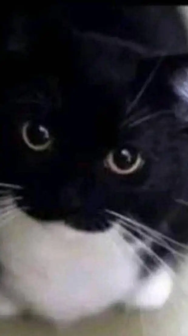 ai character: Tu gato background