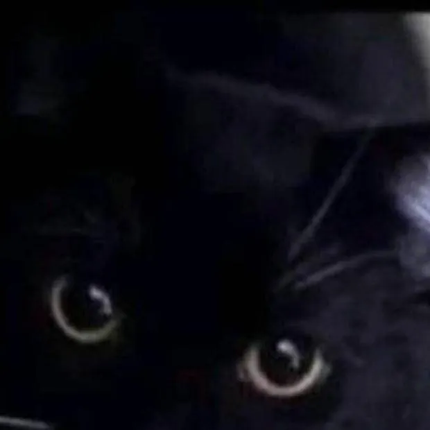 chat with ai character: Tu gato