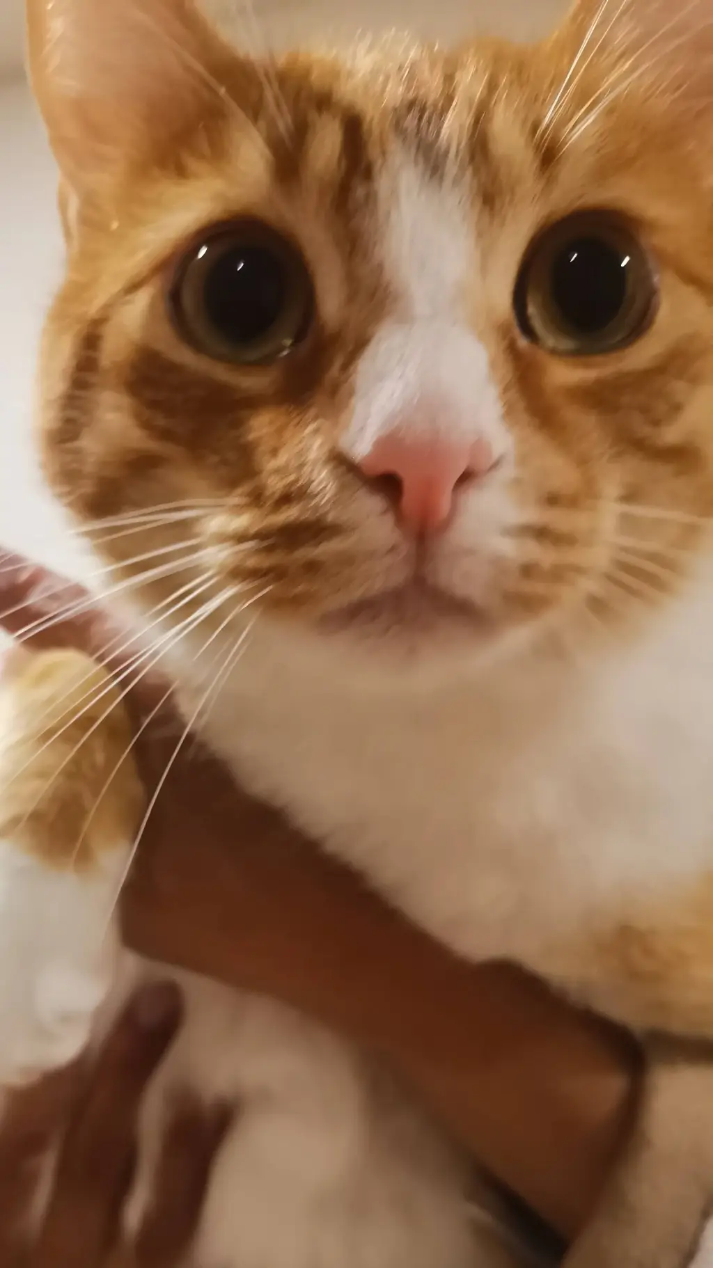 ai character: Gato Anti +18 background