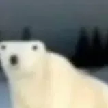 chat with ai character:  ice bear incident